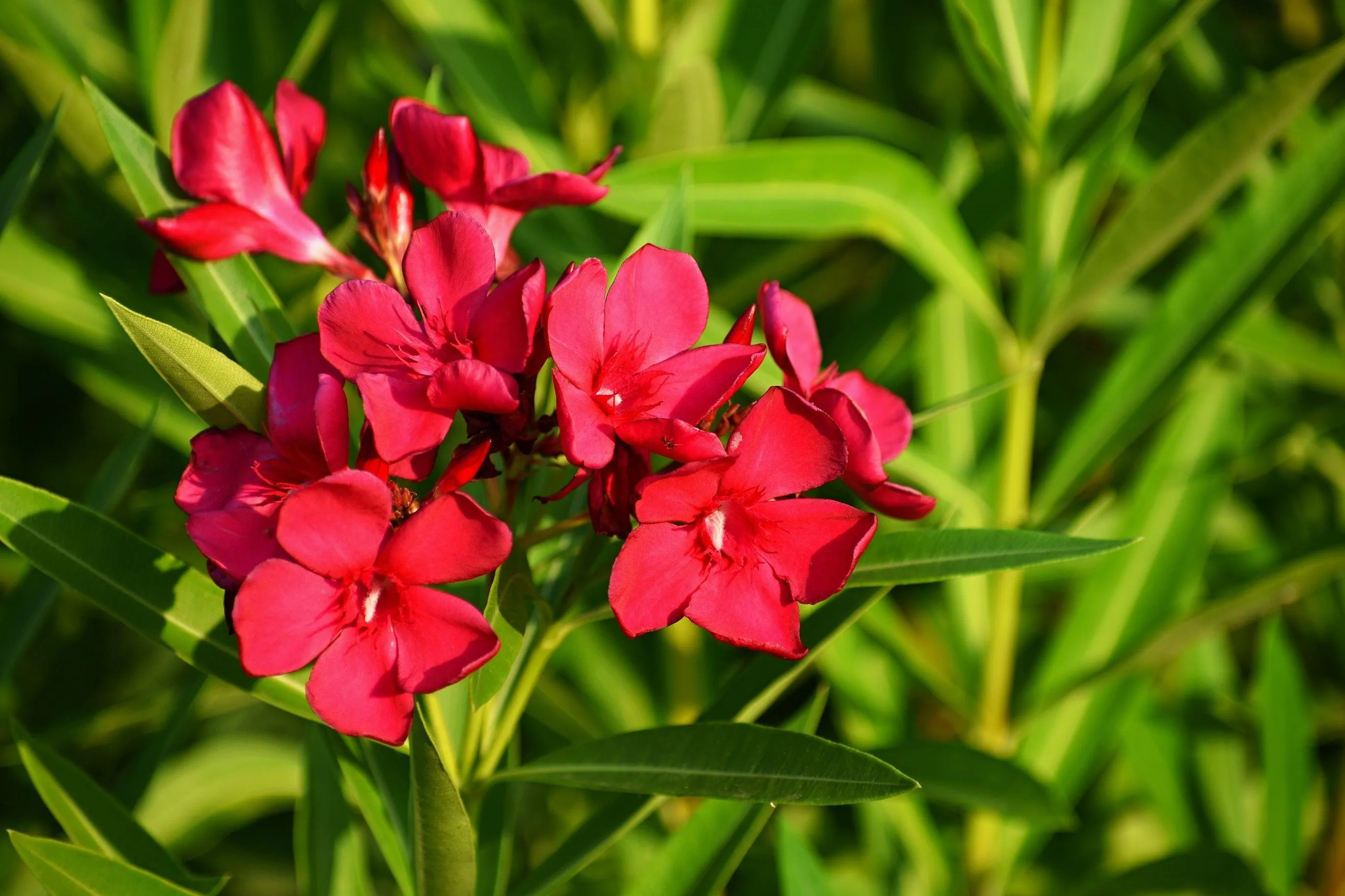 Rosebay - Nerium oleander Red