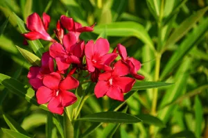 Rosebay - Nerium oleander Red
