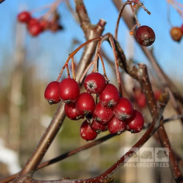 Sorbus aria Lutescens - Whitebeam Tree