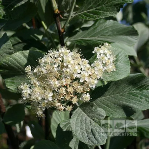 Sorbus aria Lutescens - Whitebeam Tree